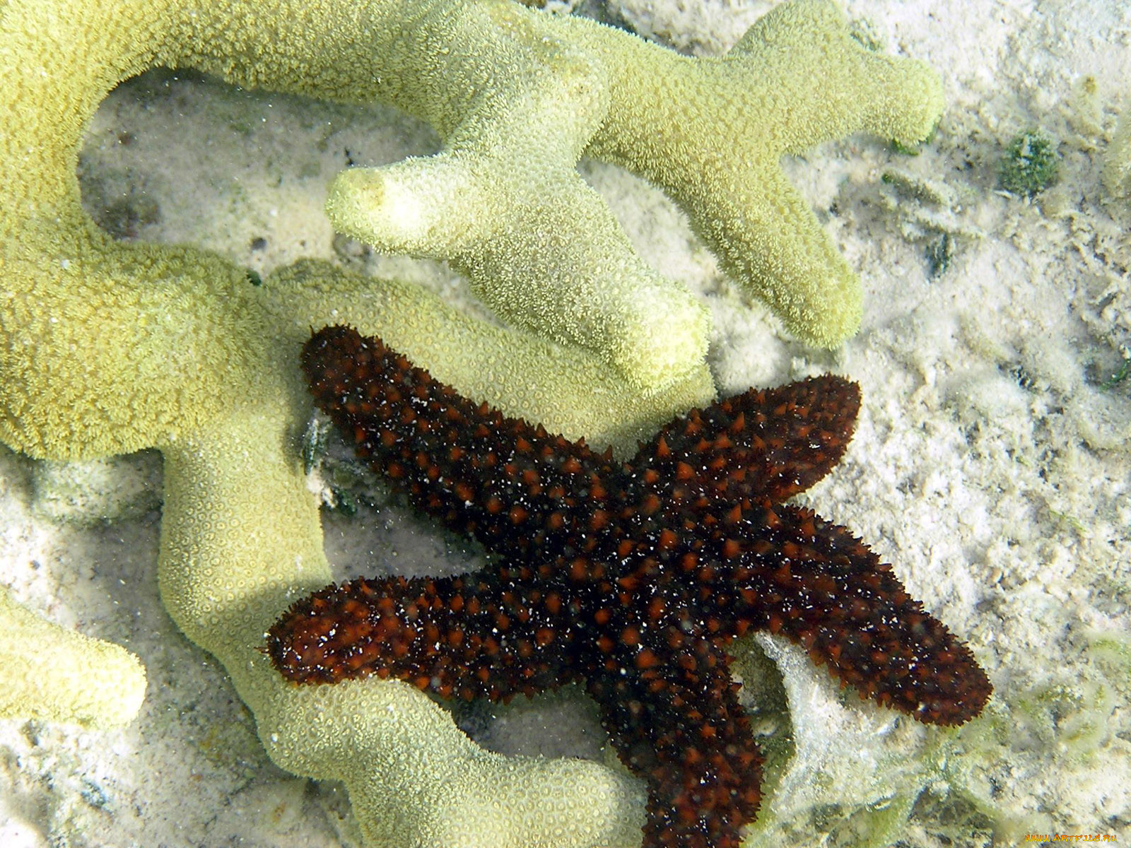 small, starfish, , , 